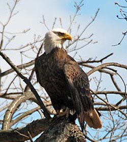 Eagle on the River